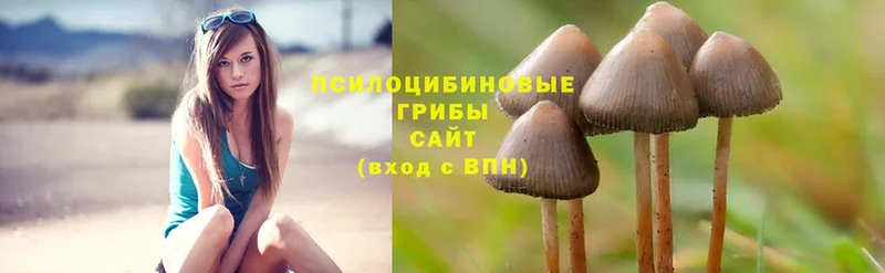 Галлюциногенные грибы Psilocybe  OMG рабочий сайт  Красноярск 